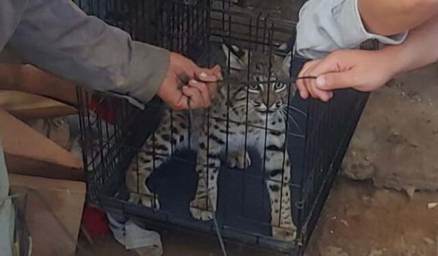 gato montés Ensenada