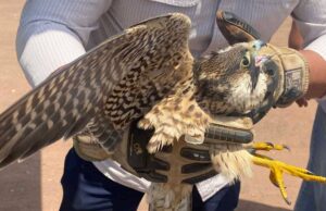 Rescatan a un halcón peregrino en San Quintín
