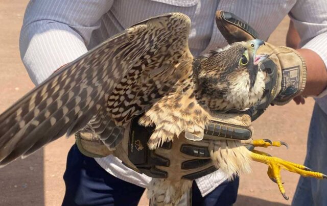 halcón peregrino (1)