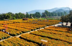 Incluye la «Ruta de las Flores» a Tijuana, Rosarito y al ejido Uruapan