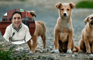 Propone Diego Lara Arregui instalar microchips a las mascotas con Padrón de Registro Obligatorio