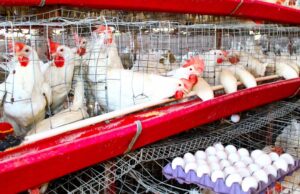 Continúa la movilización de alimentos pecuarios desde la zona costa de Baja California