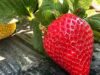 Repunta la fresa en los cultivos del ciclo agrícola en toda la zona costa de BC