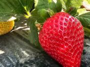 Repunta la fresa en los cultivos del ciclo agrícola en toda la zona costa de BC