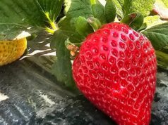 Repunta la fresa en los cultivos del ciclo agrícola en toda la zona costa de BC