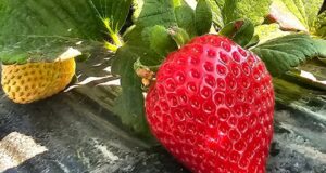 Repunta la fresa en los cultivos del ciclo agrícola en toda la zona costa de BC
