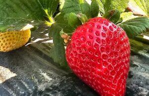 Repunta la fresa en los cultivos del ciclo agrícola en toda la zona costa de BC