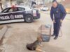 Auxilian a canino tras ser atropellado en la colonia Munguía en Ensenada