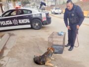 Auxilian a canino tras ser atropellado en la colonia Munguía en Ensenada
