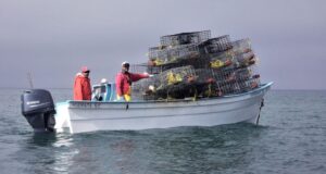 Inicia veda de la langosta roja en Baja California