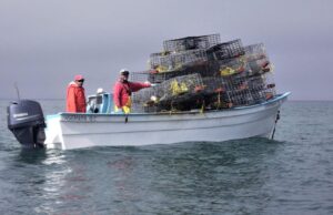 Inicia veda de la langosta roja en Baja California