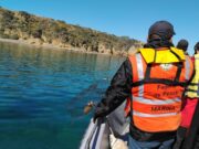 Aseguran artes de pesca y liberan langostas cerca de Ensenada