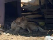 Intervienen en presunto caso de maltrato animal en San Quintín