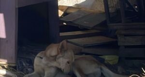 Intervienen en presunto caso de maltrato animal en San Quintín