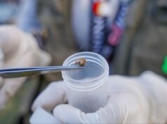 Impulsan acciones para mitigar la rickettsiosis en Ensenada