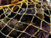 Concluyó la temporada de pesca de erizo rojo en Baja California