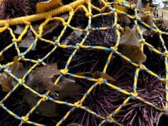 Concluyó la temporada de pesca de erizo rojo en Baja California