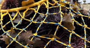 Concluyó la temporada de pesca de erizo rojo en Baja California
