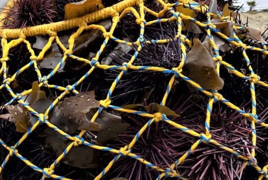 Concluyó la temporada de pesca de erizo rojo en Baja California