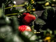 Repunta la fresa en las siembras del ciclo agrícola en la Zona Costa de BC