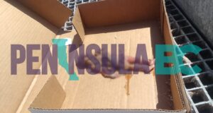 Localizan feto humano en parcela agrícola de BerryMex en San Quintín