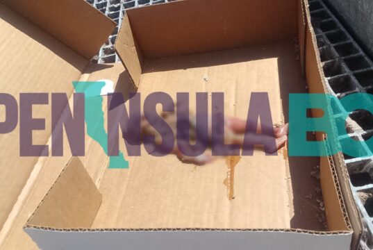 Localizan feto humano en parcela agrícola de BerryMex en San Quintín