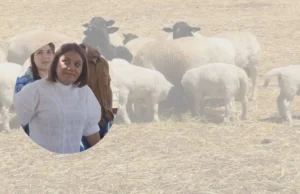 Impulsa SADER BC el fortalecimiento de la ovinocultura en BC