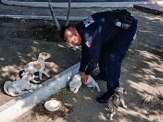 Rescatan a cuatro cachorros abandonados en parque de Valle Verde en Ensenada
