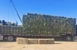 Envía SADER BC primer flete de forraje para productores de la Zona Costa de BC