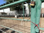 Detectan presunto robo de ganado en el Valle de Mexicali