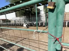 Detectan presunto robo de ganado en el Valle de Mexicali