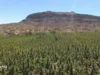Destruyen cuatro sembradíos de marihuana en inmediaciones del Valle de la Trinidad