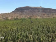 Destruyen cuatro sembradíos de marihuana en inmediaciones del Valle de la Trinidad