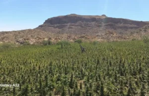 Destruyen cuatro sembradíos de marihuana en inmediaciones del Valle de la Trinidad