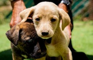 Invita Claudia Agatón a sumarse a la adopción de mascotas en Ensenada