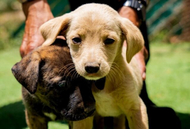 mascotas (1)