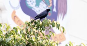 Exhortan a tomar precauciones durante temporada de anidación de zanates en Ensenada