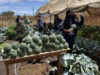 Impulsan aprendizaje agrícola con huerto escolar en primaria de San Quintín