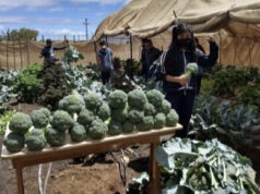 Impulsan aprendizaje agrícola con huerto escolar en primaria de San Quintín