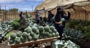 Impulsan aprendizaje agrícola con huerto escolar en primaria de San Quintín