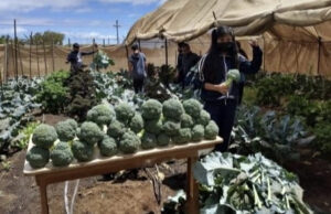 Impulsan aprendizaje agrícola con huerto escolar en primaria de San Quintín