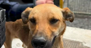 Rescatan a canino víctima de maltrato y detienen al presunto responsable en Ensenada