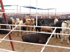 Acuerdan México y EU cierre de frontera ante casos de gusano barrenador del ganado en Texas