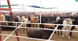 Acuerdan México y EU cierre de frontera ante casos de gusano barrenador del ganado en Texas