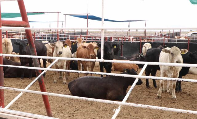 ganado corral (1)