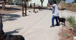 Resguardan a 12 caninos tras reporte de jauría de perros en Ensenada
