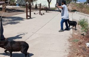Resguardan a 12 caninos tras reporte de jauría de perros en Ensenada
