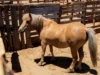 Atienden denuncia por presunto maltrato animal en Maneadero