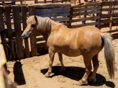 Atienden denuncia por presunto maltrato animal en Maneadero