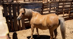 Atienden denuncia por presunto maltrato animal en Maneadero